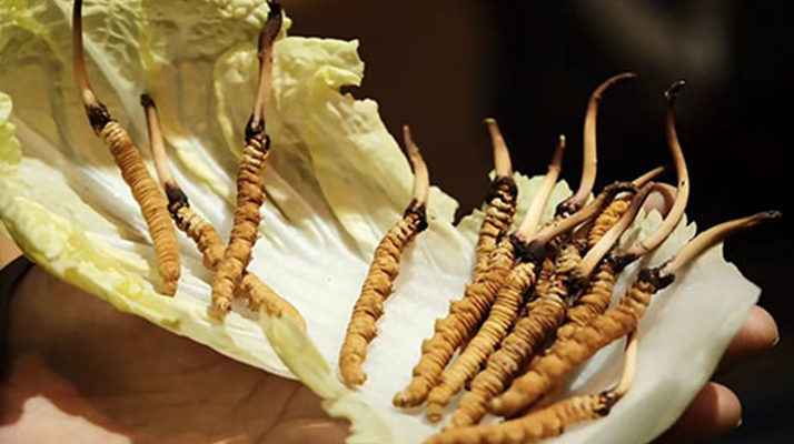 冬蟲(chóng)夏草鮮草如何吃最好？解鎖營(yíng)養(yǎng)與美味的黃金吃法