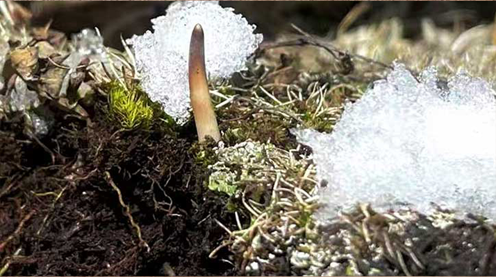 冰鮮的冬蟲夏草還能吃嗎？一文讀懂食用真相? ? ? ?