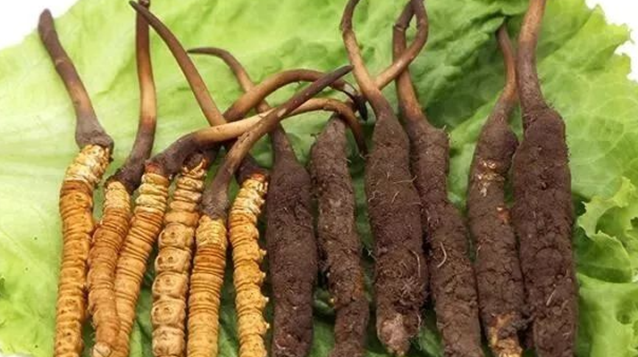 新鮮的冬蟲夏草，更好嗎？