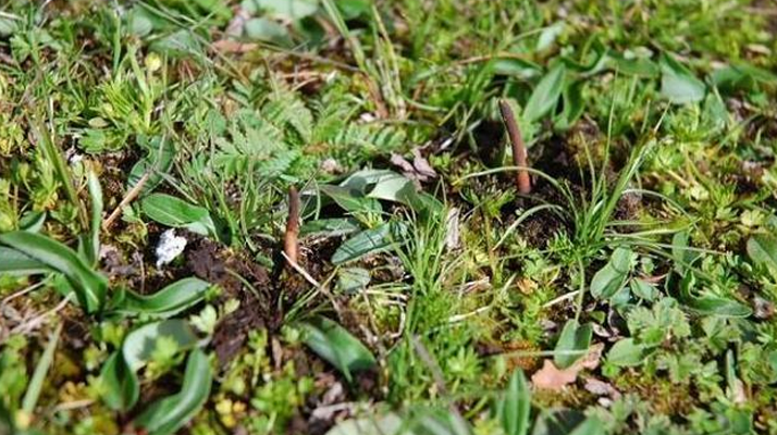 那曲鮮草最后 3 天倒計(jì)時(shí)：錯(cuò)過再等一年的雪域珍饈