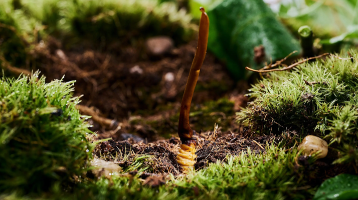 探秘那曲純野生<a href=http://m.xmwhr.com/xinxian/ target=_blank class=infotextkey>新<a href=http://m.xmwhr.com/xinxian/ target=_blank class=infotextkey>鮮冬蟲(chóng)夏草</a></a>