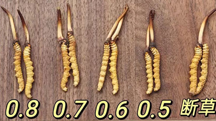 鮮冬蟲夏草燉雞湯：一鍋匯聚健康的滋補珍品