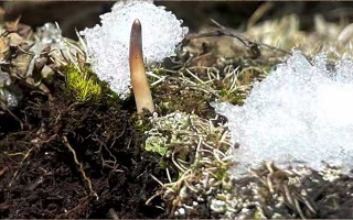 鮮冬蟲(chóng)夏草燉湯多久能吃？科學(xué)燉煮時(shí)間全解析