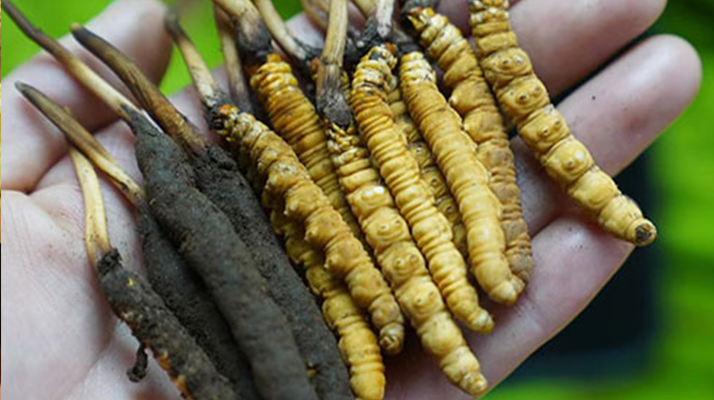 鮮冬蟲夏草如何打粉末保存？實用指南來了