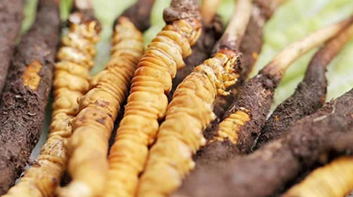 鮮冬蟲(chóng)夏草能存放多久？科學(xué)保存指南來(lái)了