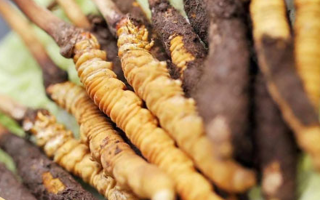 鮮冬蟲夏草哪個尺寸最好？一文讀懂，不再糾結