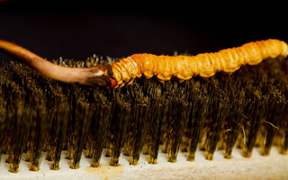 鮮冬蟲夏草什么口感最好？探尋舌尖上的滋補美味? ? ? ?