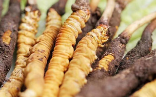 鮮冬蟲(chóng)夏草能存放多久？科學(xué)保存指南來(lái)了