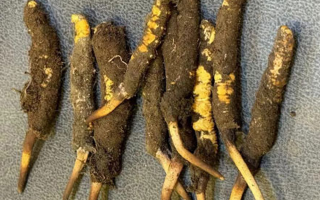 野生冬蟲夏草一斤多少錢？多維度價格解析