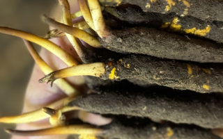 蟲(chóng)草怎么存放比較好？科學(xué)保存指南