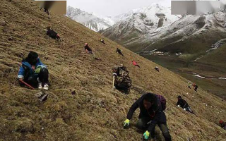 冬蟲(chóng)夏草都是野生的嗎？探尋其生長(zhǎng)的奧秘