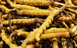 冬蟲夏草價格揭秘：影響因素與市場行情