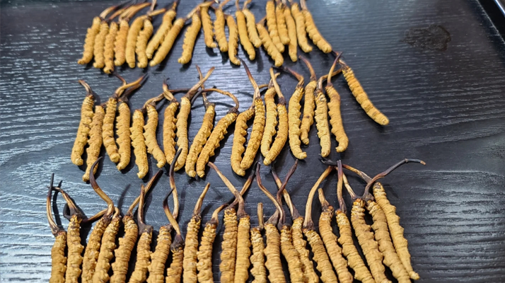 冬蟲(chóng)夏草吃的真的有用嗎