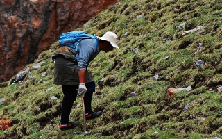 冬蟲夏草什么時候采挖？最佳采挖時節(jié)與科學(xué)依據(jù)