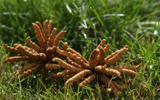 正宗冬蟲夏草一斤多少錢？多因素交織下的價格解析