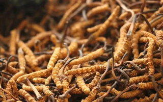 冬蟲(chóng)夏草有什么好處？解密天然滋補(bǔ)品的多重健康價(jià)值