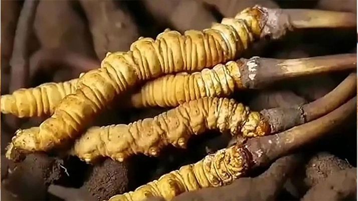 生嚼鮮冬蟲夏草能吃嗎？科學(xué)解析食用方式
