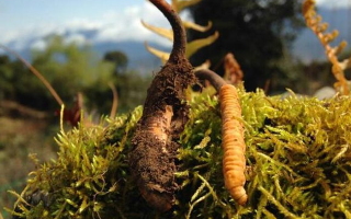 如何挑選新鮮冬蟲夏草？掌握這幾個關(guān)鍵要點