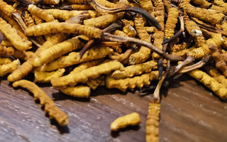 天然冬蟲(chóng)夏草多少錢(qián)一克？