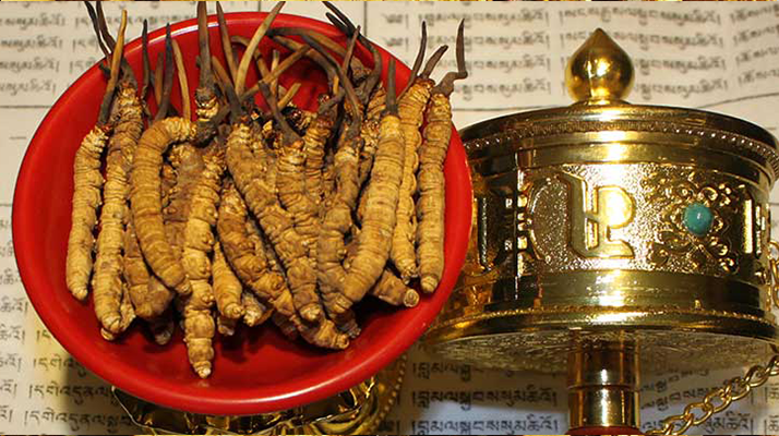 <a href=http://m.xmwhr.com/gongxiao/ target=_blank class=infotextkey><a href=http://m.xmwhr.com/gongxiao/ target=_blank class=infotextkey><a href=http://m.xmwhr.com/yangsheng/ target=_blank class=infotextkey>冬蟲(chóng)夏草的功效</a></a></a>解析：傳統(tǒng)珍寶的現(xiàn)代價(jià)值