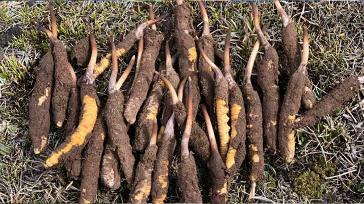 <a href=http://m.xmwhr.com/xinxian/ target=_blank class=infotextkey>新<a href=http://m.xmwhr.com/xinxian/ target=_blank class=infotextkey>鮮冬蟲夏草</a></a>科學(xué)晾干指南