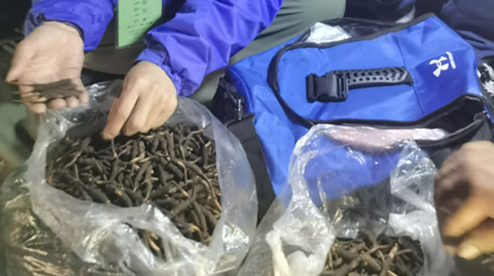 <a href=http://m.xmwhr.com/xinxian/ target=_blank class=infotextkey>新<a href=http://m.xmwhr.com/xinxian/ target=_blank class=infotextkey>鮮冬蟲夏草</a></a>的正確食用指南