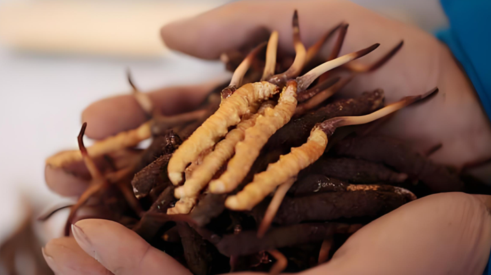 小孩可以喝冬蟲夏草嗎？科學(xué)看待兒童滋補(bǔ)問題