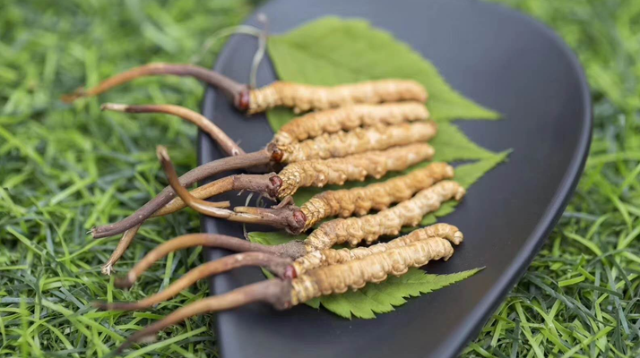 新鮮松茸冬蟲夏草怎么吃？滋補雙珍的美味搭配指南