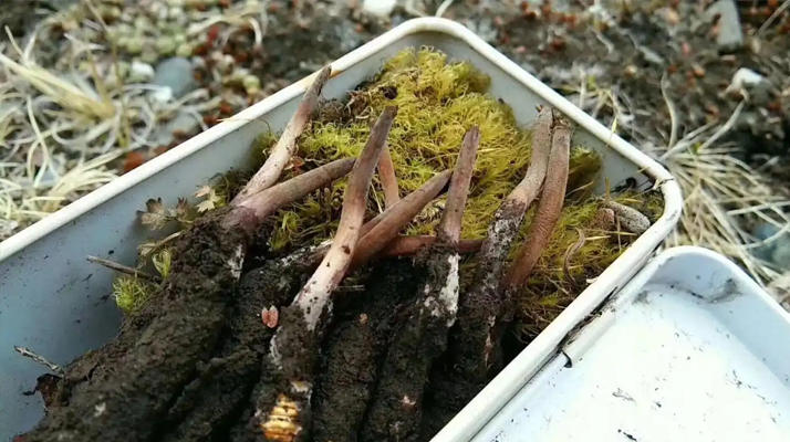 冬蟲夏草怎么辨別養(yǎng)殖的？掌握 5 大鑒別要點(diǎn)