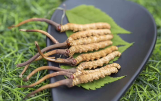 新鮮松茸冬蟲夏草怎么吃？滋補雙珍的美味搭配指南