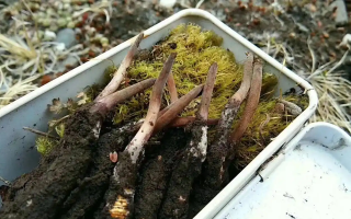 冬蟲夏草怎么辨別養(yǎng)殖的？掌握 5 大鑒別要點(diǎn)