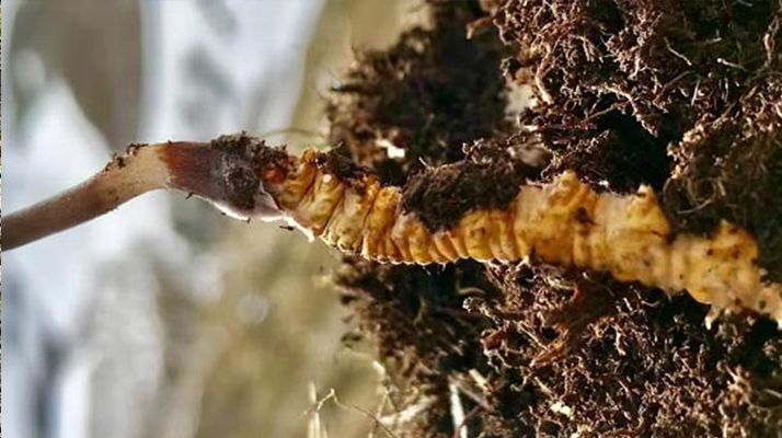 新鮮<a href=http://m.xmwhr.com/s/yscc/ target=_blank class=infotextkey>玉樹(shù)冬蟲(chóng)夏草</a>的科學(xué)保存方法