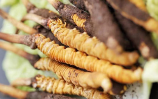 鮮冬蟲夏草的形態(tài)特征詳解