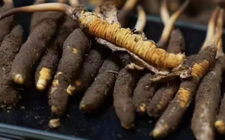 冬蟲夏草適合哪些人群？精準(zhǔn)滋補(bǔ)指南