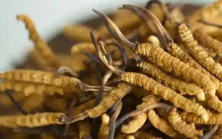 冬蟲夏草主要產(chǎn)地全解析：雪域高原的珍貴饋贈