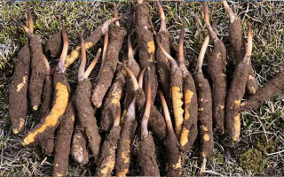 冬蟲夏草價格解析：探尋珍稀滋補(bǔ)品的價值密碼