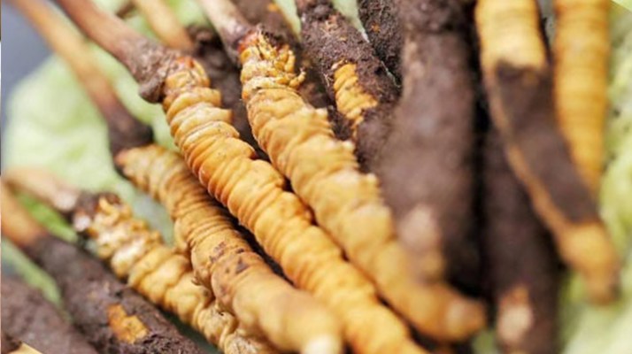 水煮<a href=http://m.xmwhr.com/xinxian/ target=_blank class=infotextkey>鮮冬蟲夏草</a>的最佳方法：鎖住營養(yǎng)的科學(xué)烹煮指南