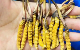 冰鮮冬蟲(chóng)夏草能吃嗎？科學(xué)解讀與食用指南