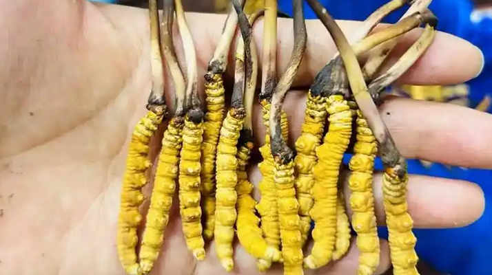 冬蟲夏草吃鮮的還是干的？一場關(guān)于自然饋贈的現(xiàn)代抉擇