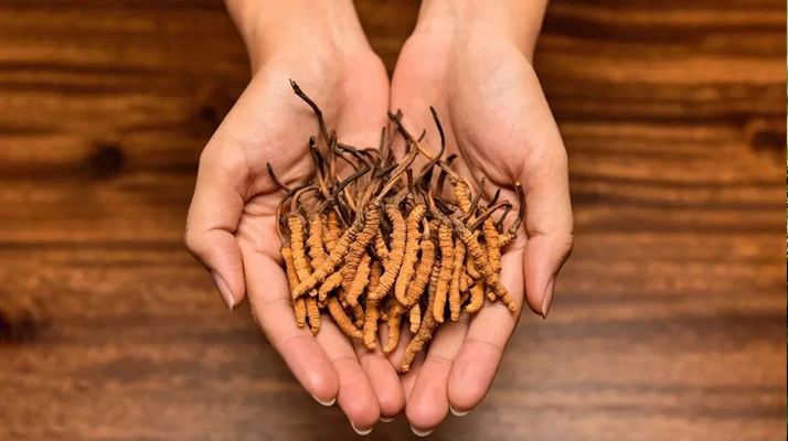 去哪里買真冬蟲夏草？揭秘正品蟲草的可靠購買渠道