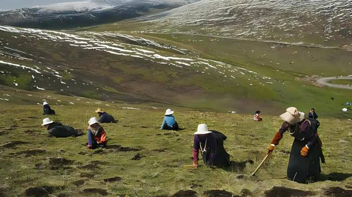 西藏鮮冬蟲夏草<a href=http://m.xmwhr.com/ target=_blank class=infotextkey><a href=http://m.xmwhr.com/s/nqcc/ target=_blank class=infotextkey>那曲蟲草</a></a>