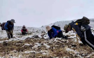 冬蟲夏草核心產(chǎn)區(qū)行情