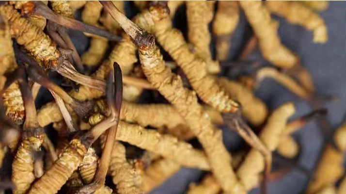 正宗<a href=http://m.xmwhr.com/jiage/ target=_blank class=infotextkey>冬蟲(chóng)夏草多少錢</a>一克