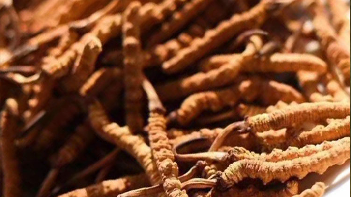 野生<a href=http://m.xmwhr.com/jiage/ target=_blank class=infotextkey>冬蟲夏草多少錢</a>一克