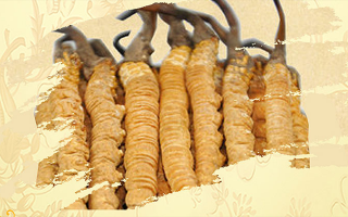 冬蟲夏草藥用價值很高嗎