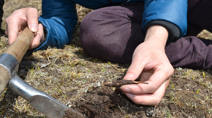 怎樣鑒別<a href=http://m.xmwhr.com/tag/6.html target=_blank class=infotextkey>冬蟲(chóng)夏草的產(chǎn)地</a>