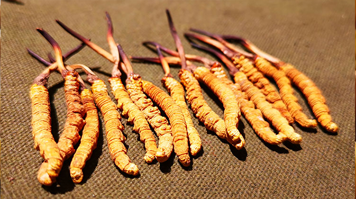 哪里購買正宗冬蟲夏草