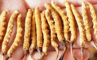 特級(jí)冬蟲夏草多少一克