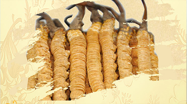 <a href=http://m.xmwhr.com/ target=_blank class=infotextkey>冬蟲夏草</a>夏天如何保存