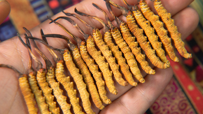 那曲<a href=http://m.xmwhr.com/jiage/ target=_blank class=infotextkey>冬蟲夏草多少錢</a>一克